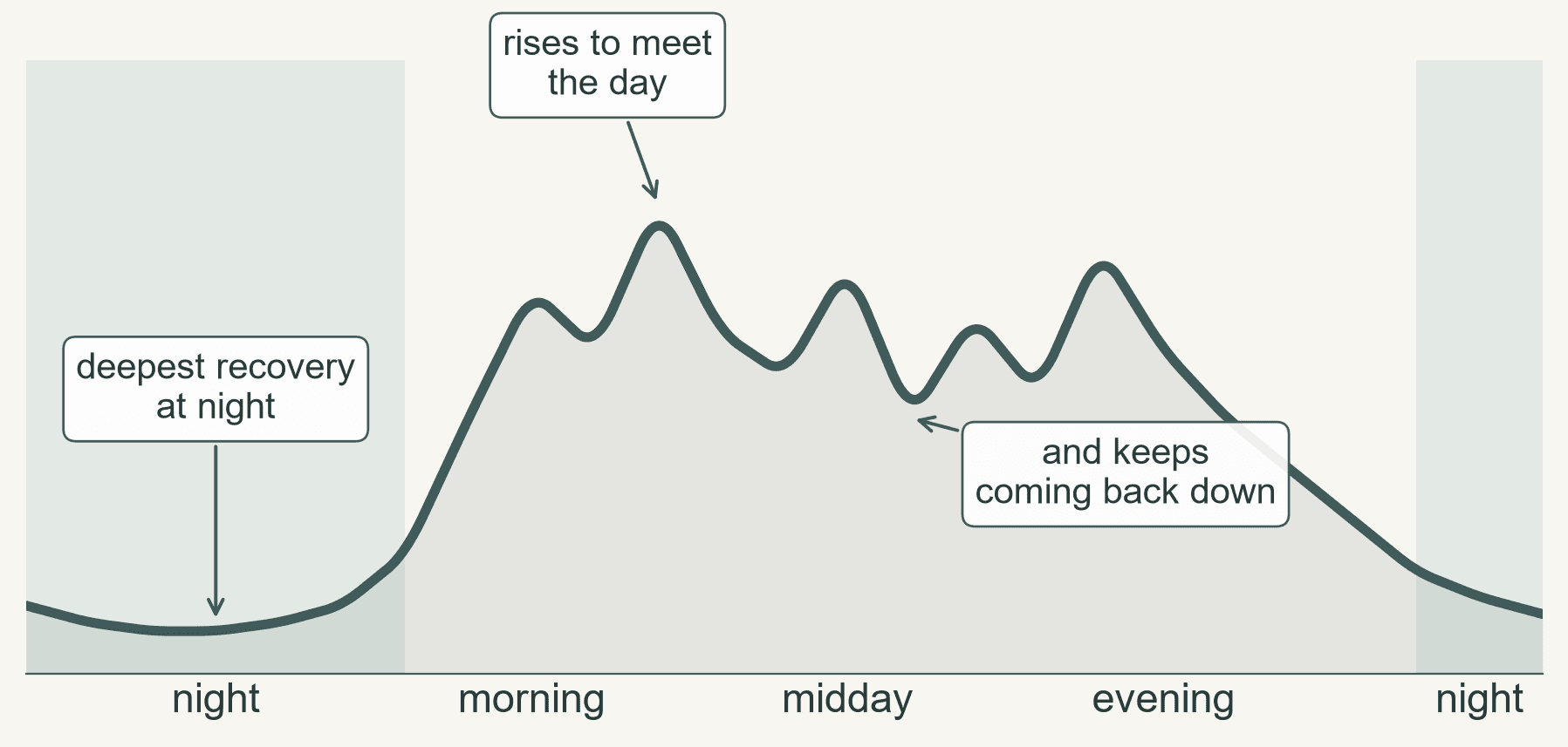 A stylised curve of a healthy day: deep at night, rising to meet the morning, peaking through the day and returning between peaks, then settling deep again at night.